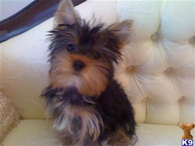 Yorkshire Terrier Puppies in FL